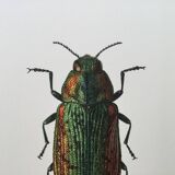 Vintage insect print. Original plate 1969.