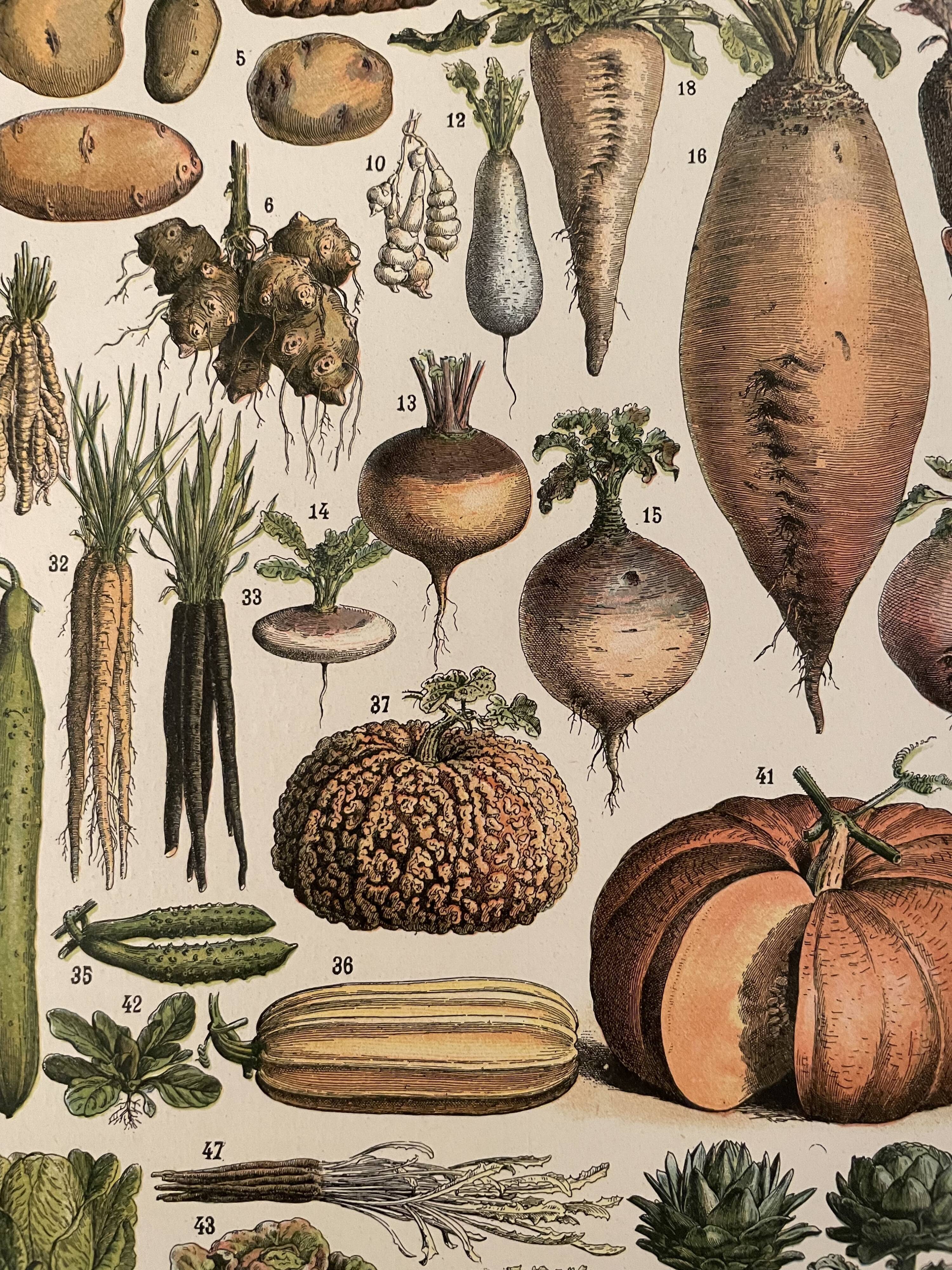 Lithograph engraving on vegetables and vegetable plants from 1897