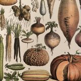 Lithograph engraving on vegetables and vegetable plants from 1897