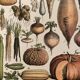 Lithograph engraving on vegetables and vegetable plants from 1897