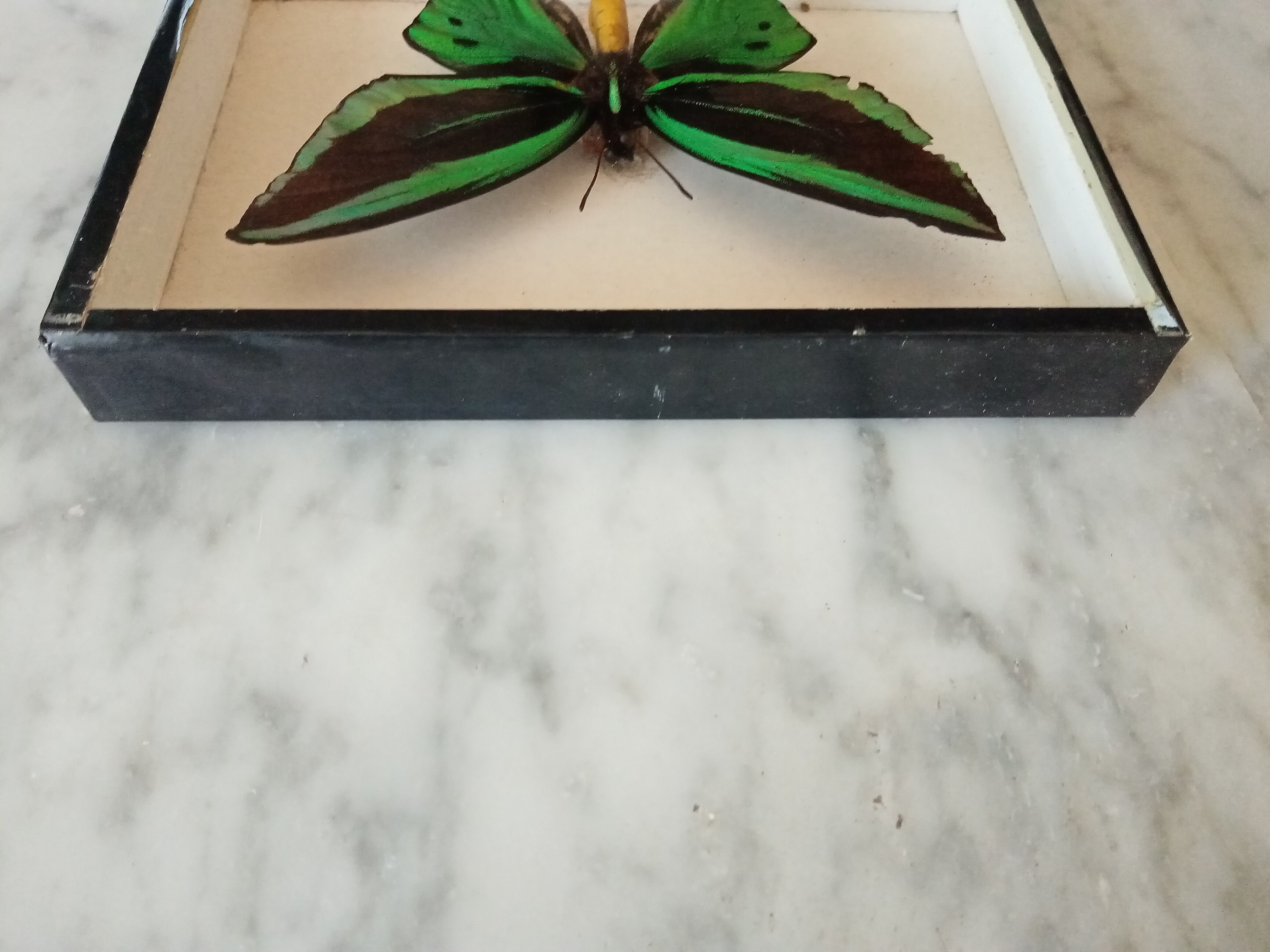Naturalized butterfly