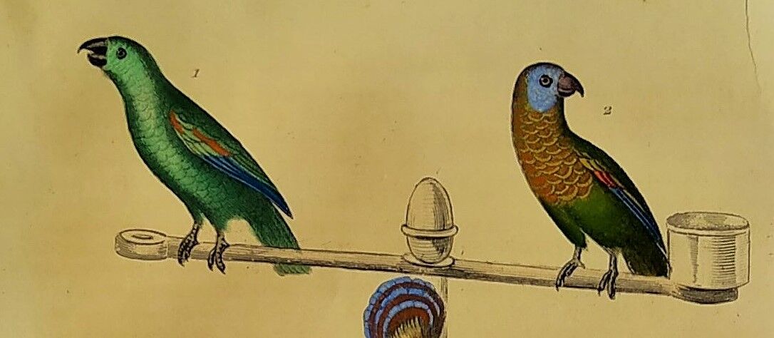 Original Ornithological plate " Meunier - Crik with blue face - &c... " Buffon (1836)