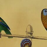 Original Ornithological plate " Meunier - Crik with blue face - &c... " Buffon (1836)