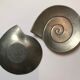 Duo of cups "snail"