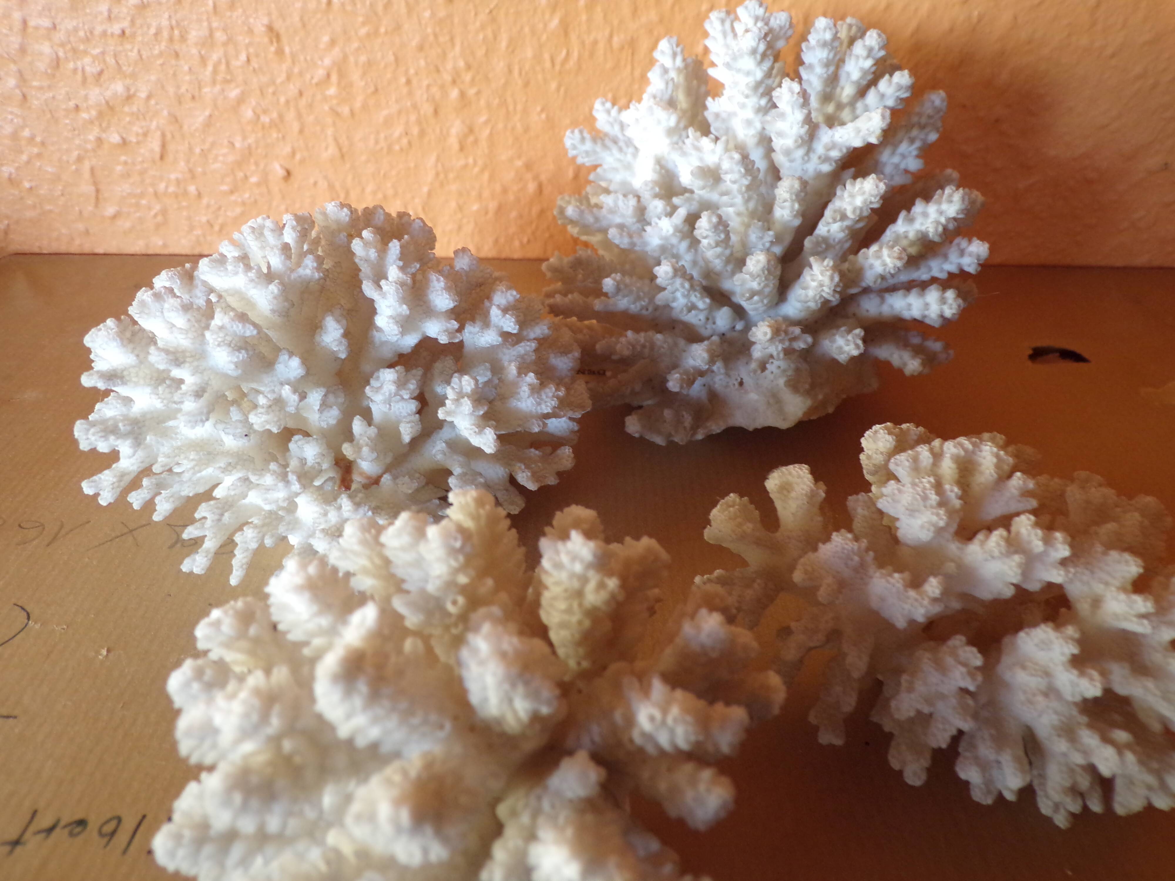 Lot of ancient natural white corals