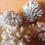 Lot of ancient natural white corals