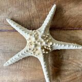 Starfish