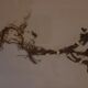 19th herbarium plank