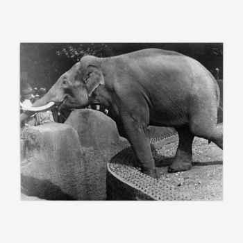 Photograph of an elephant having fun at the zoo with the public