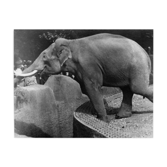 Photograph of an elephant having fun at the zoo with the public