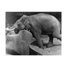 Photographie d'un éléphant s'amusant au zoo avec le public