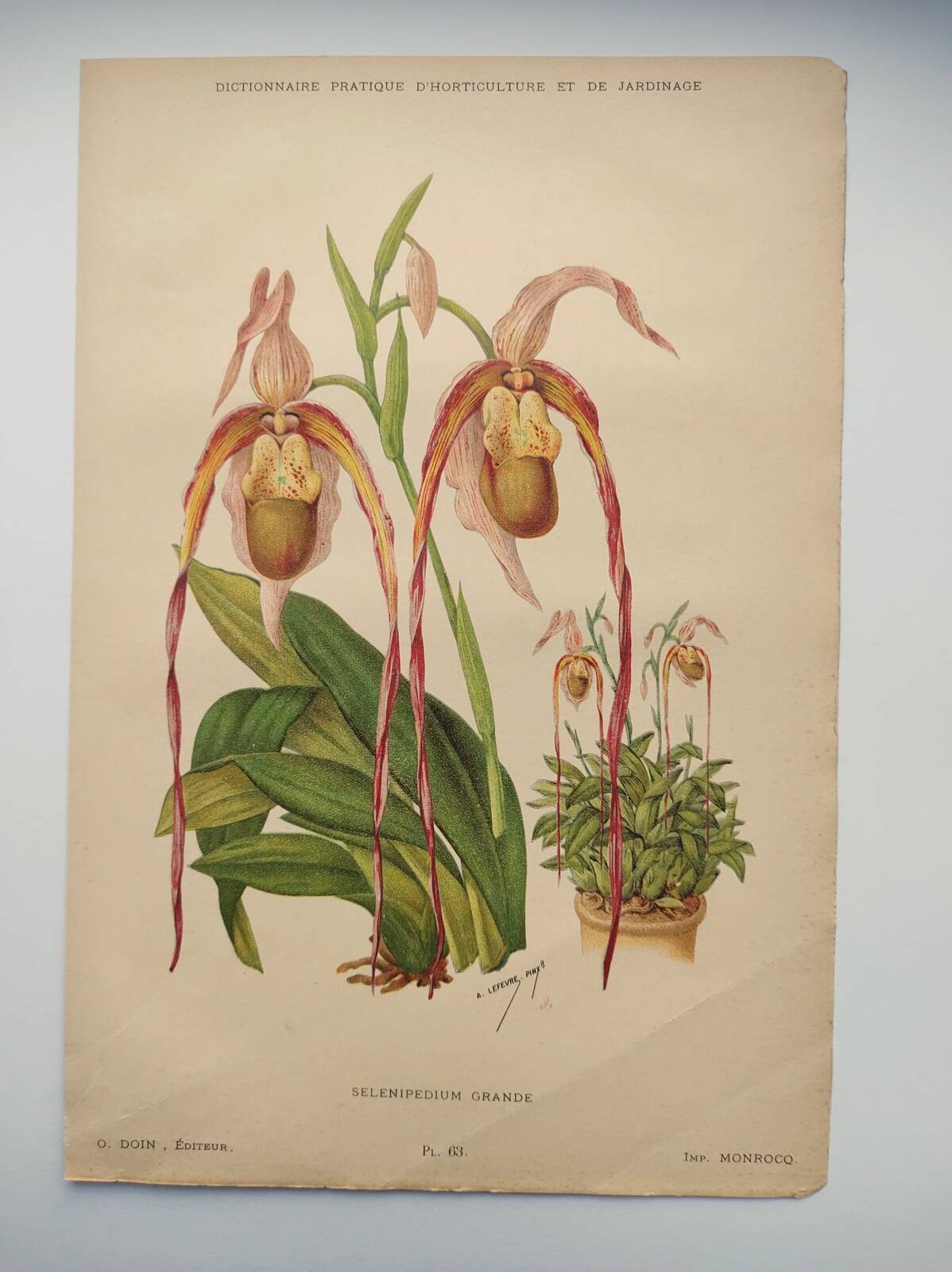 Gravure botanique "Sélénipédium grand" de A.Lefevre, 1897