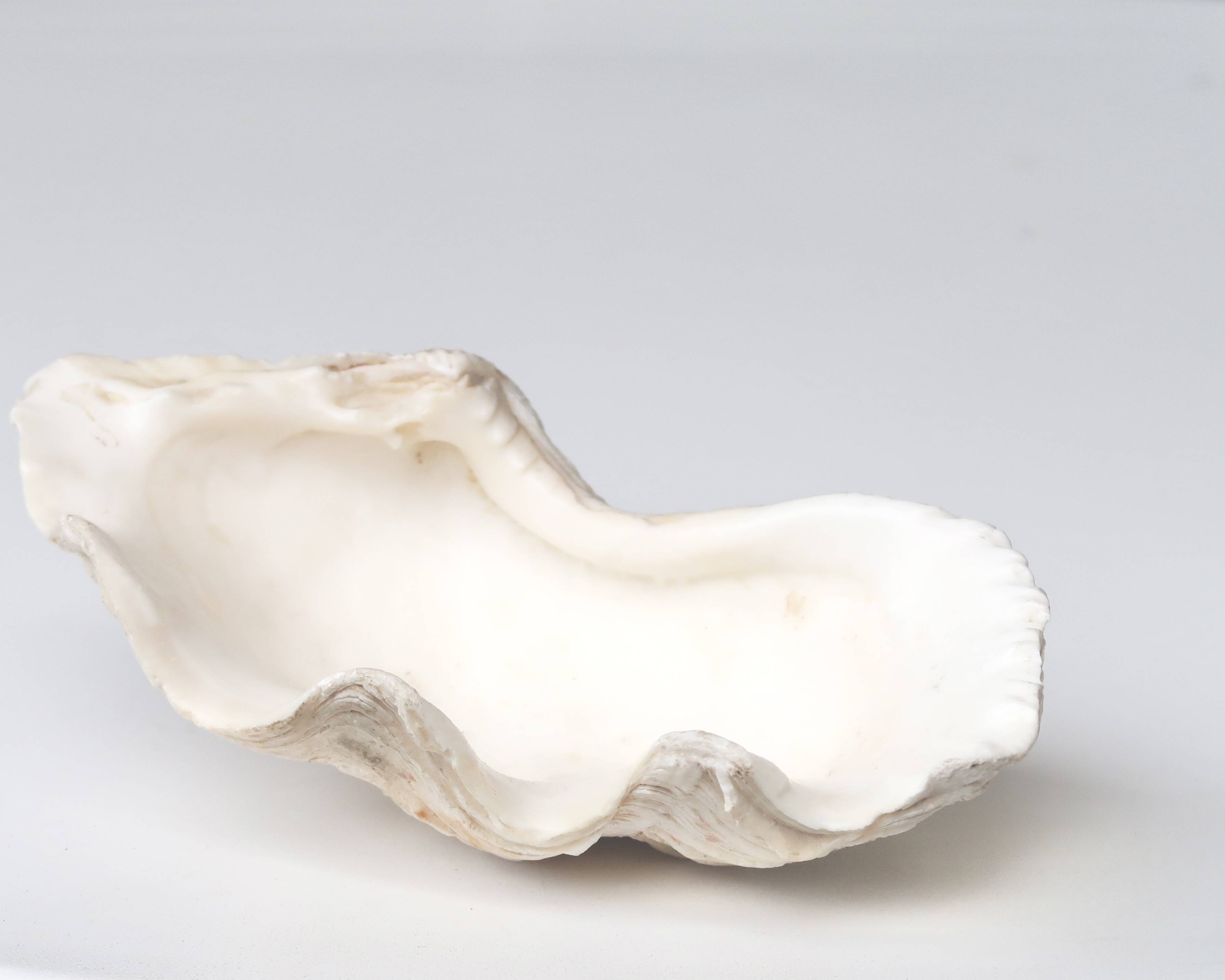 Vide poche coquillage bénitier, années 70