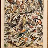 Lithographie sur les oiseaux de 1911