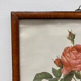 Illustration Rose Redouté