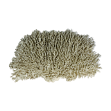 Old XL coral 51 cm