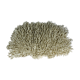 Corail ancien