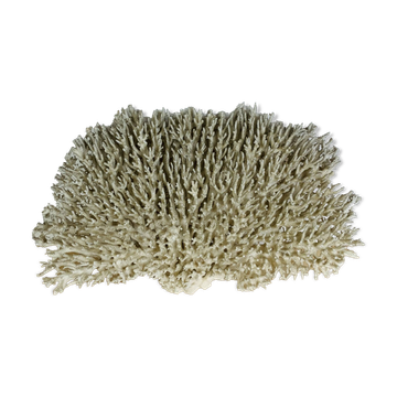 Ancient coral