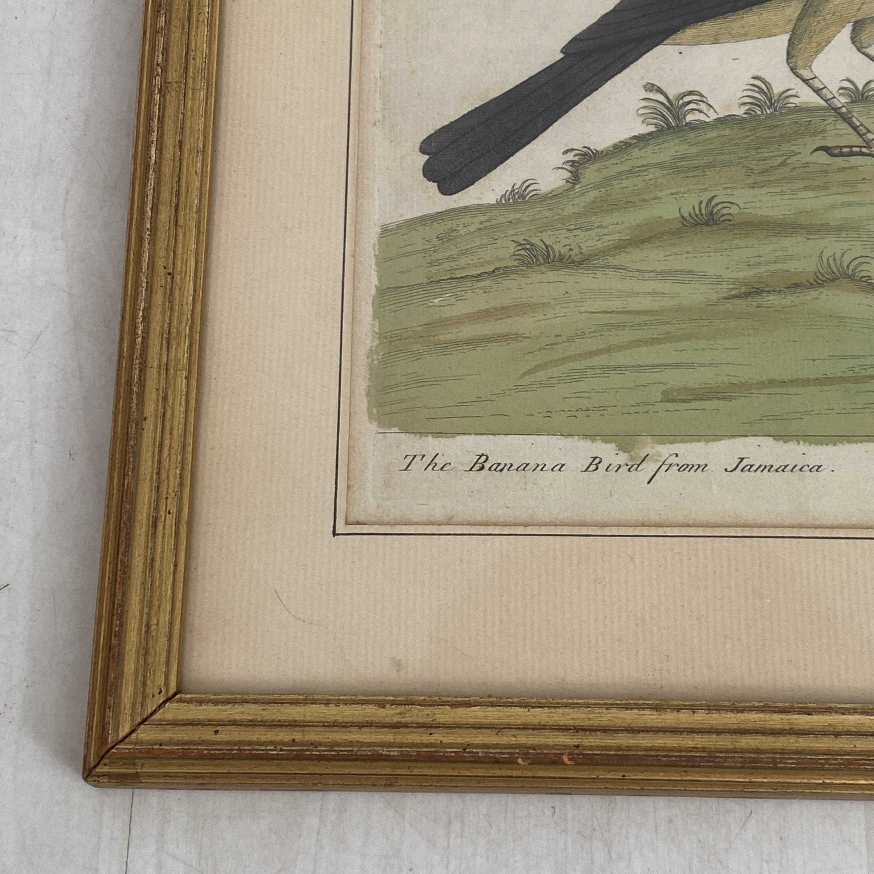 Coloured engraving "The Banana Bird from Jamaica"