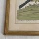 Coloured engraving "The Banana Bird from Jamaica"