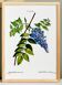 Botanical poster on wisteria, based on an old engraving from 1802.