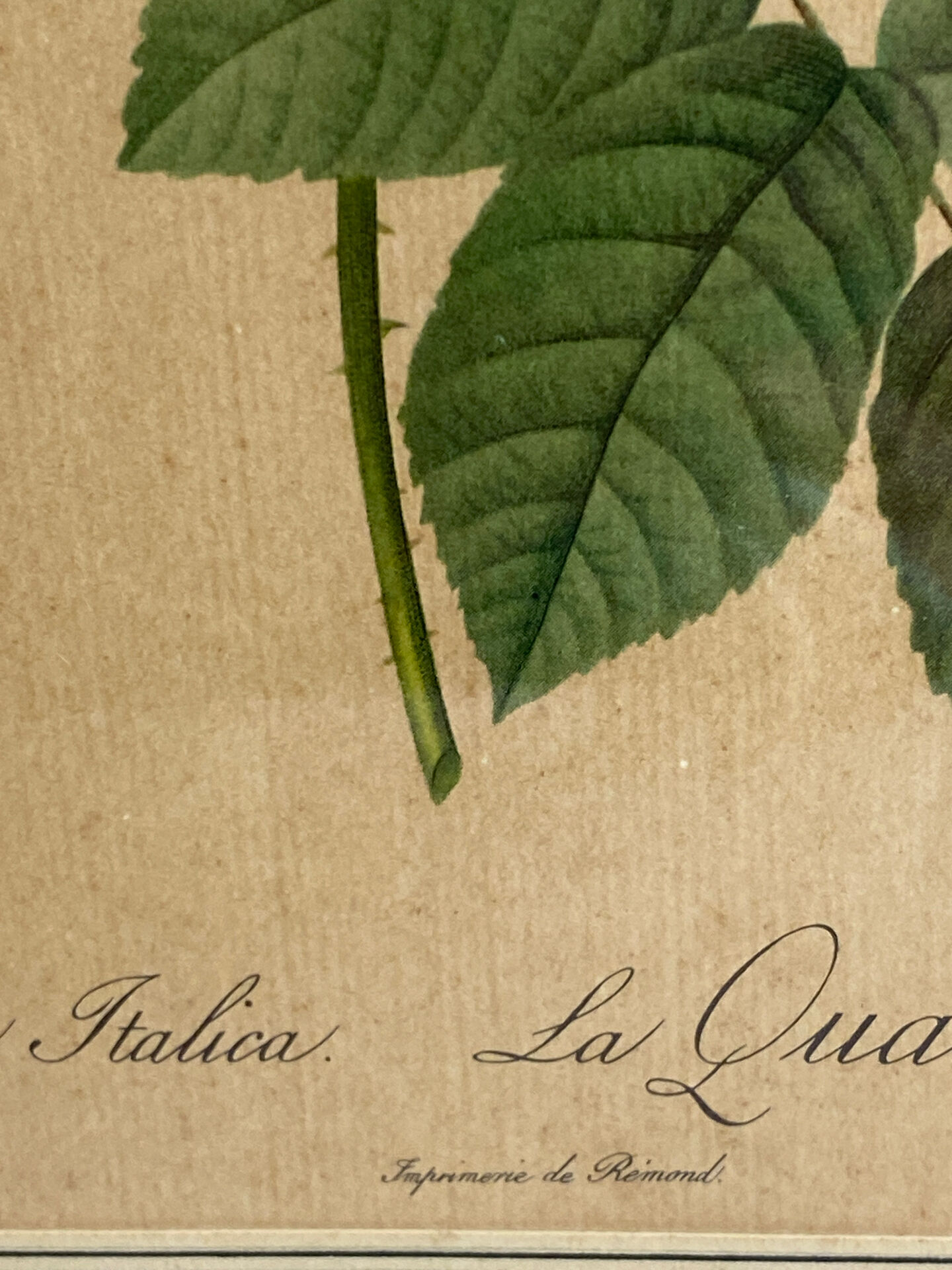 Botanical print, Rosa Damascena, by P-J Redouté