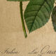 Botanical print, Rosa Damascena, by P-J Redouté