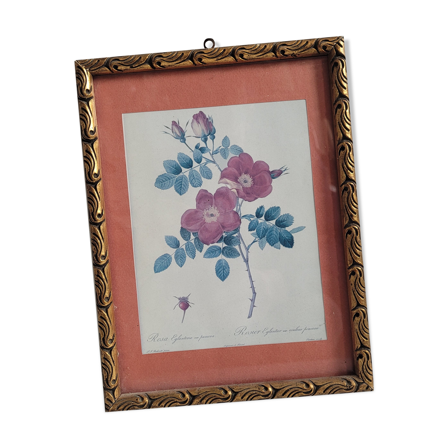 Litho Rose Eglantier