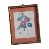 Litho Rose Eglantier