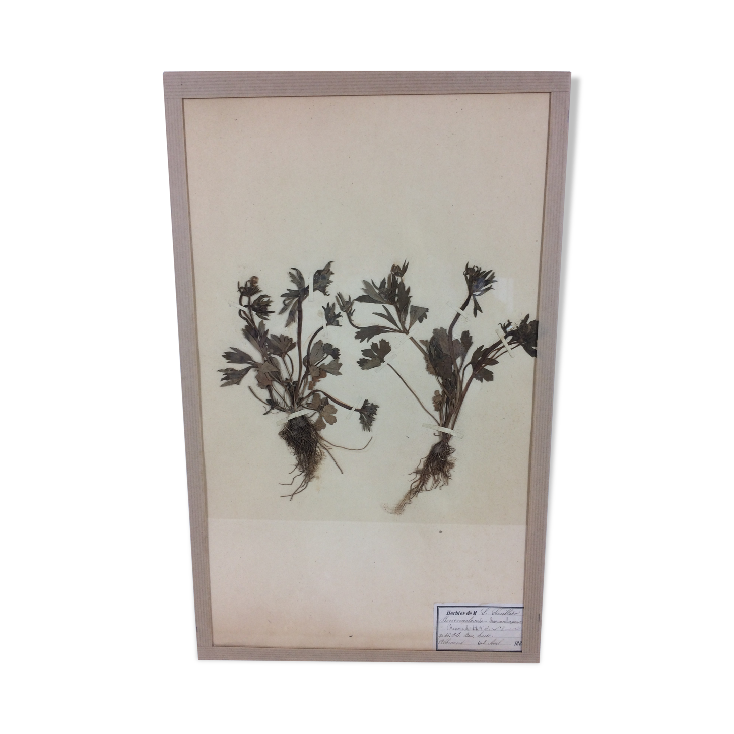 Herbarium