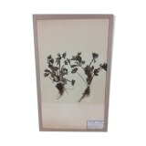Herbier