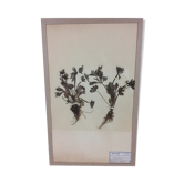 Herbarium