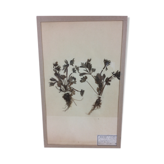 Herbier