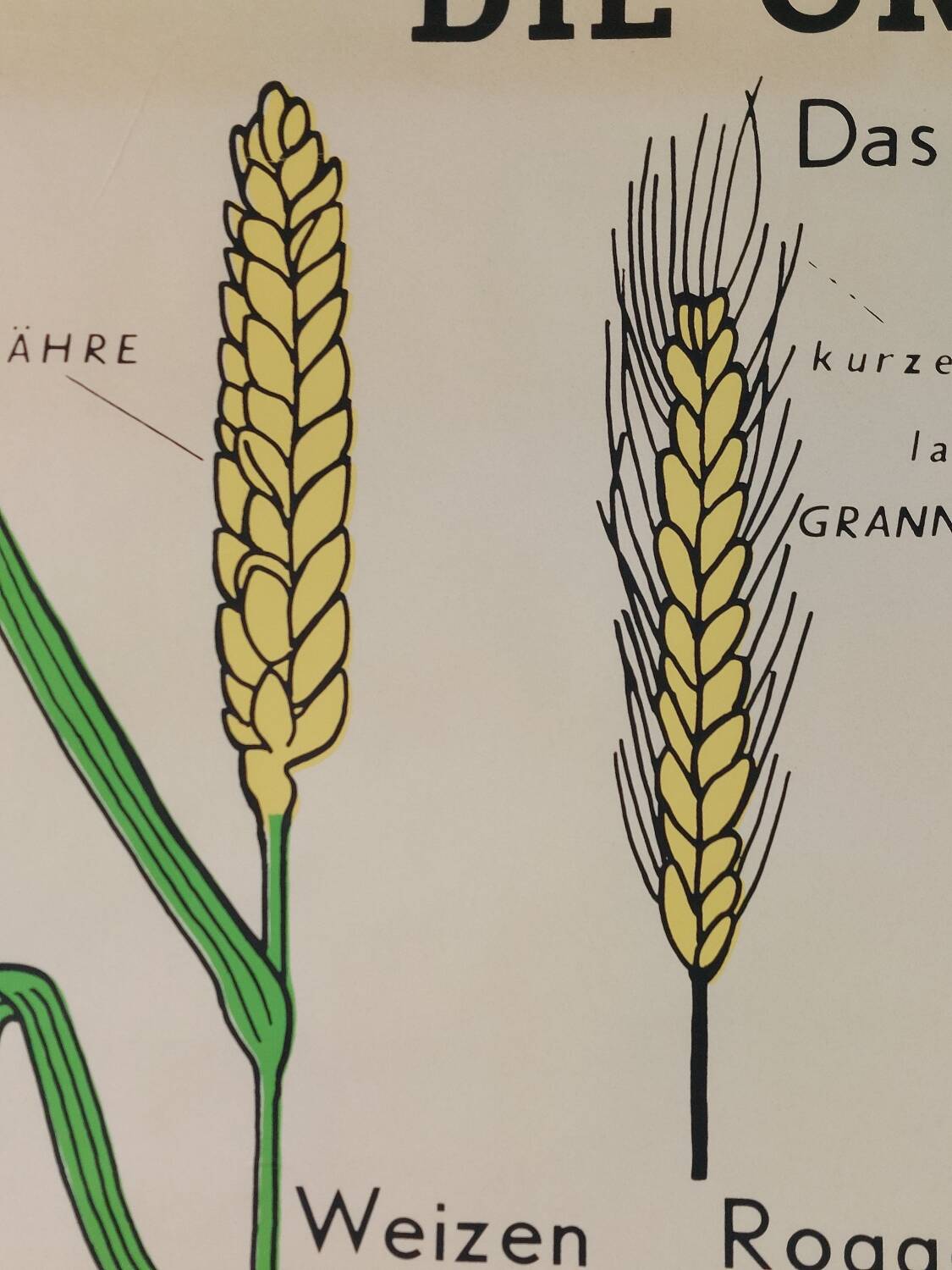 Vintage educational wall hanging roll chart biology plants botanic