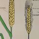 Vintage educational wall hanging roll chart biology plants botanic