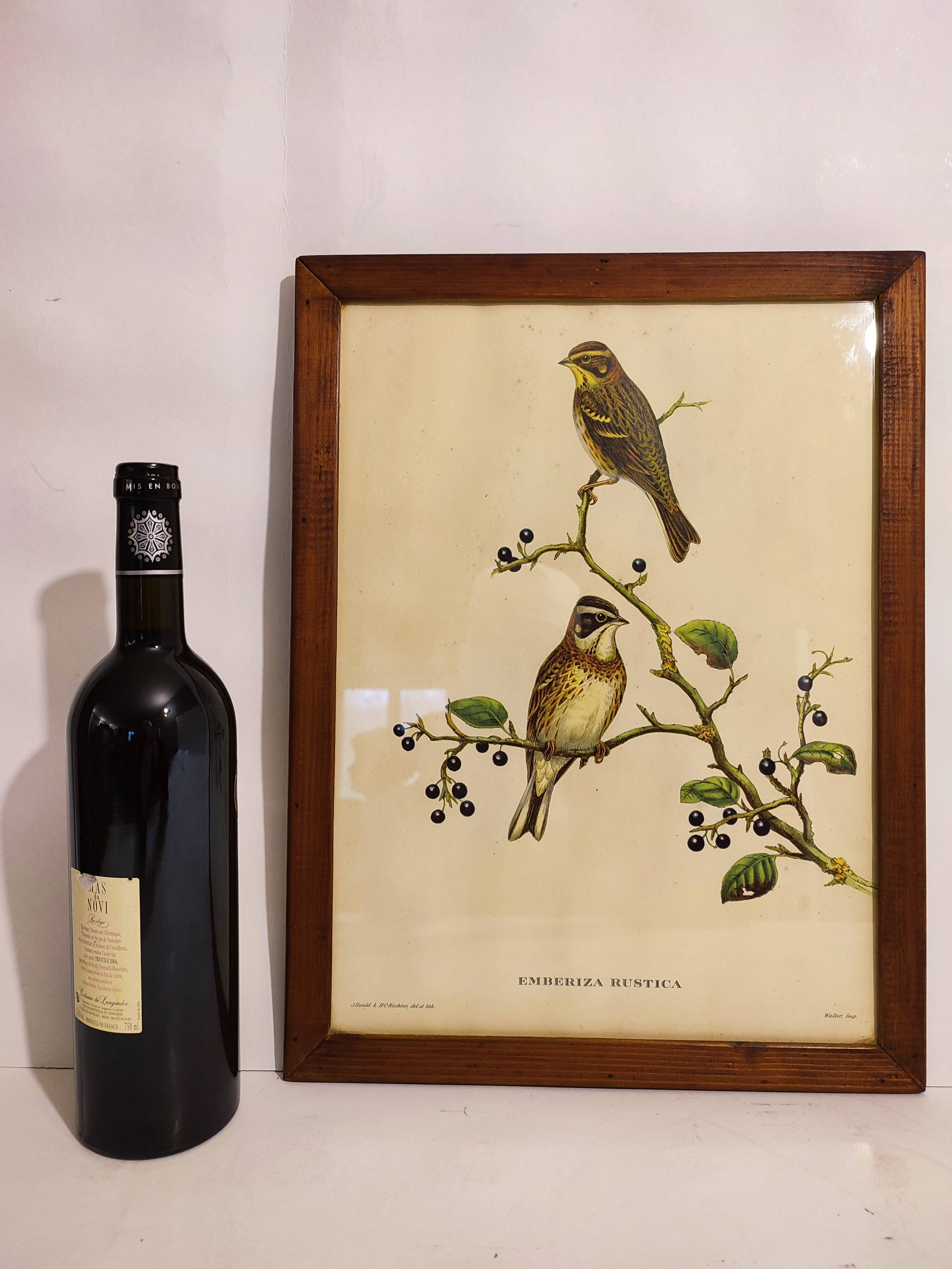 Gould lithograph enhanced hand birds