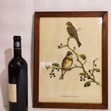 Gould lithograph enhanced hand birds