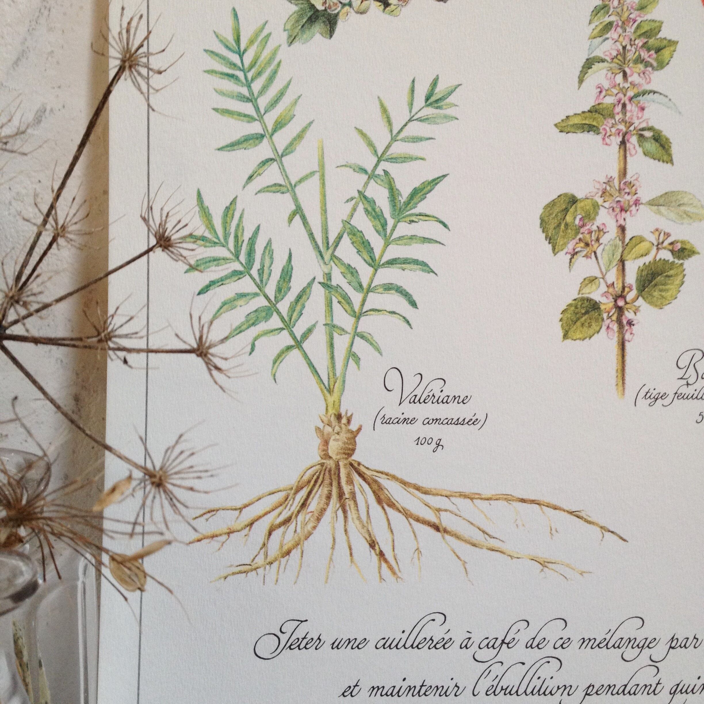 Botanical poster tisane