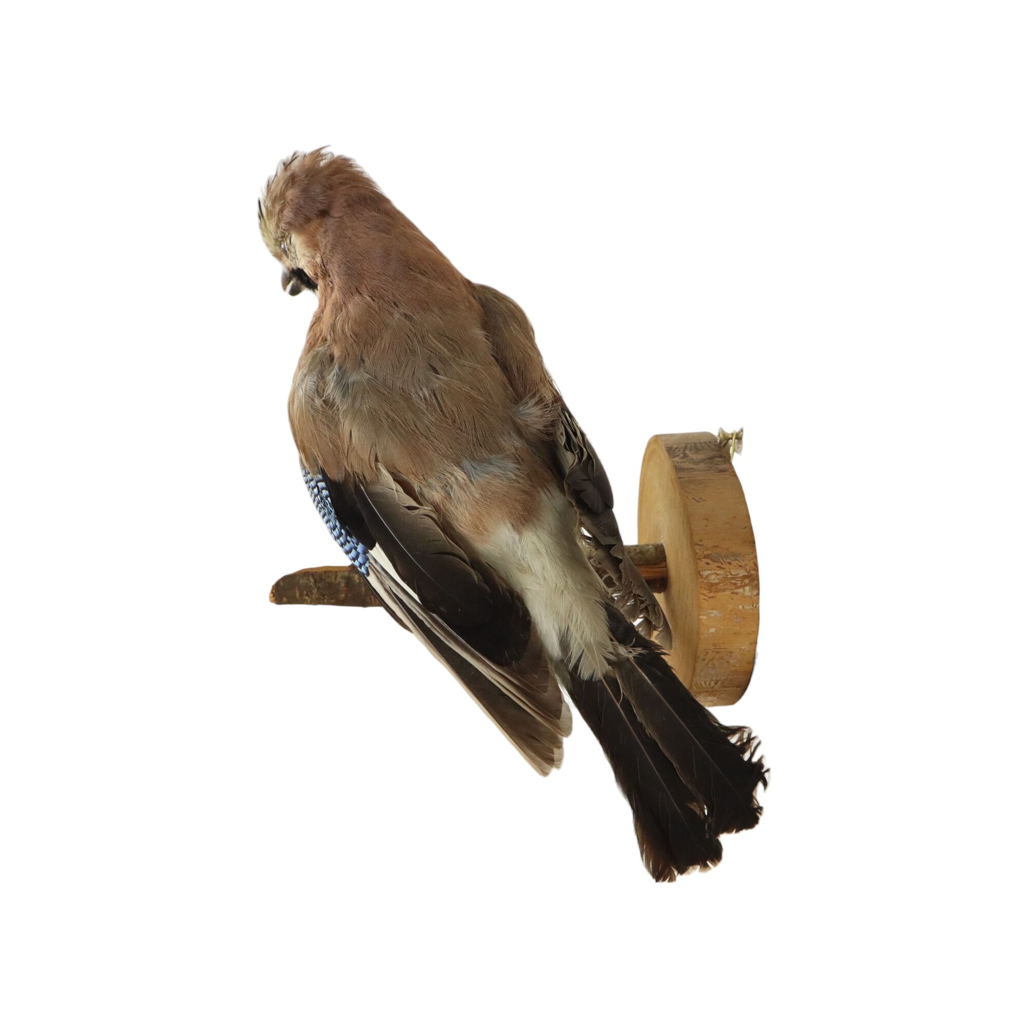 Vintage Stuffed Bird Jay on Branch Taxidermy Wall Decoration