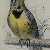 Ornithological plank "The Starling... Louisiana - The Baltimore" Buffon 1938