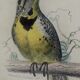Ornithological plank "The Starling... Louisiana - The Baltimore" Buffon 1938