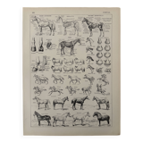 Lithograph of horses - 1930