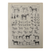 Lithograph of horses - 1930