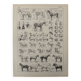Lithograph of horses - 1930