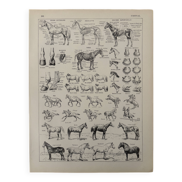 Lithographie sur les chevaux - 1930