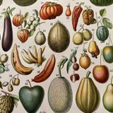 Lithograph on fruits (apricot) - 1900