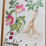 Cynorrondon and red ginseng pharmacy herbarium frame