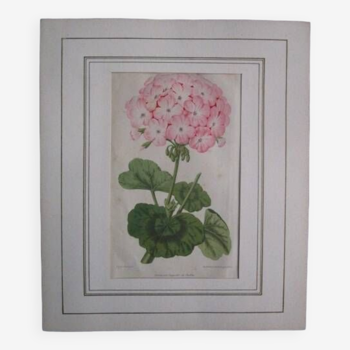 Old botanical engraving "geranium"