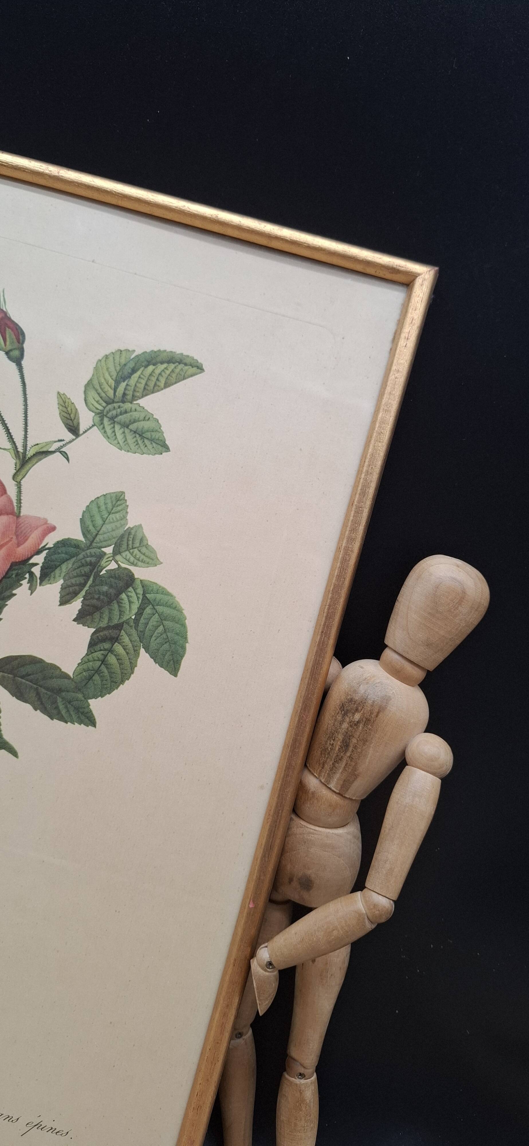 Lithographie PJ Redouté Rosier Turbiné sans épines