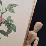 Lithographie PJ Redouté Rosier Turbiné sans épines